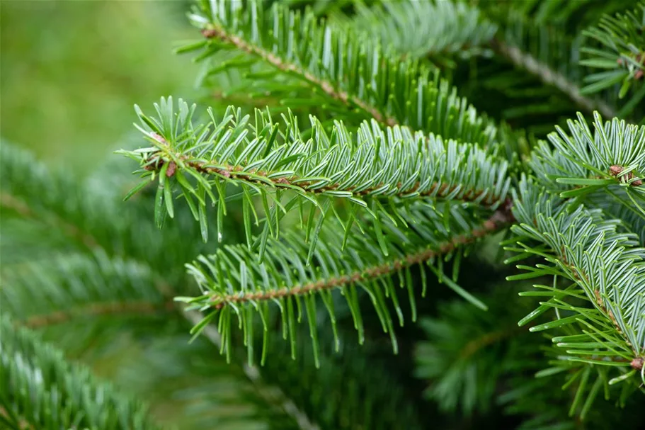 Nordmannstanne Topfgröße 2 Liter / Höhe 25-30cm