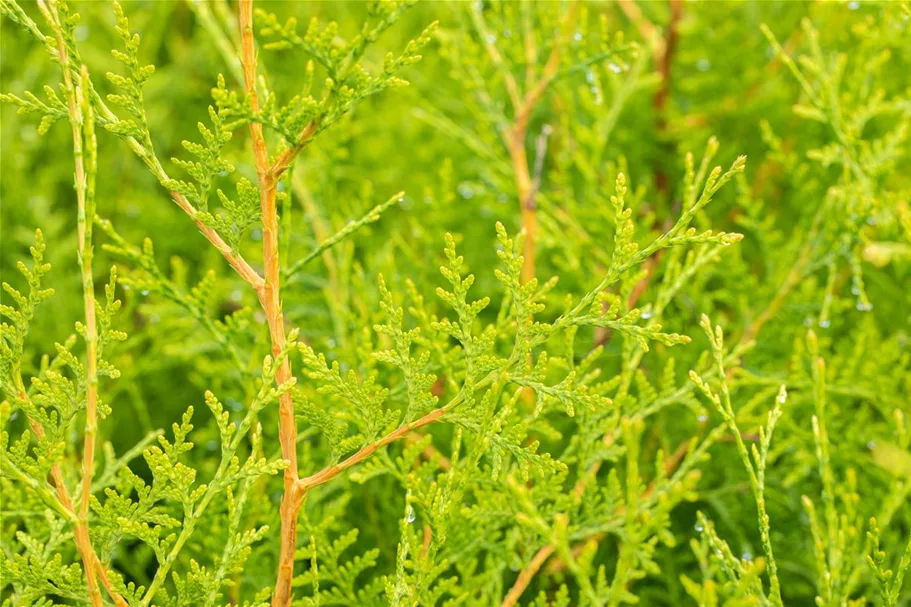 Lebensbaum 'Brabant' Topfgröße 1 Liter / Höhe 15-20cm