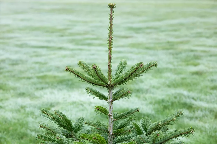 Nordmannstanne Topfgröße 2 Liter / Höhe 25-30cm