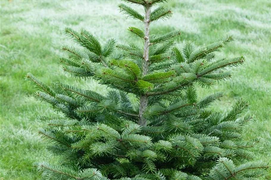 Nordmannstanne Topfgröße 2 Liter / Höhe 25-30cm