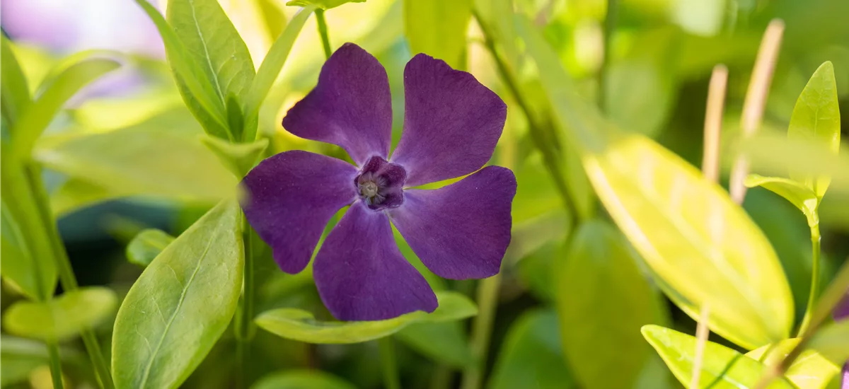 Kleines Garten-Immergrün 'Purpurea' Topfgröße 0,5 Liter / 6er-Set