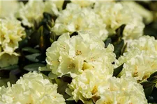 Rhododendron 'Bohlken´s Laura' Topfgröße 5 Liter, Easydendron ®