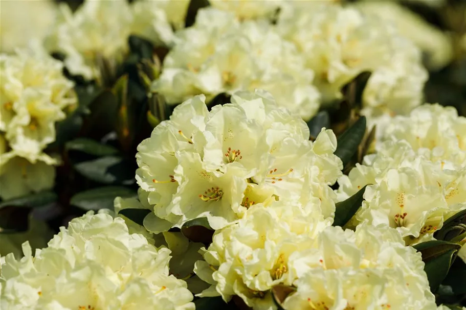 Rhododendron 'Bohlken´s Laura' Topfgröße 5 Liter, Easydendron ®