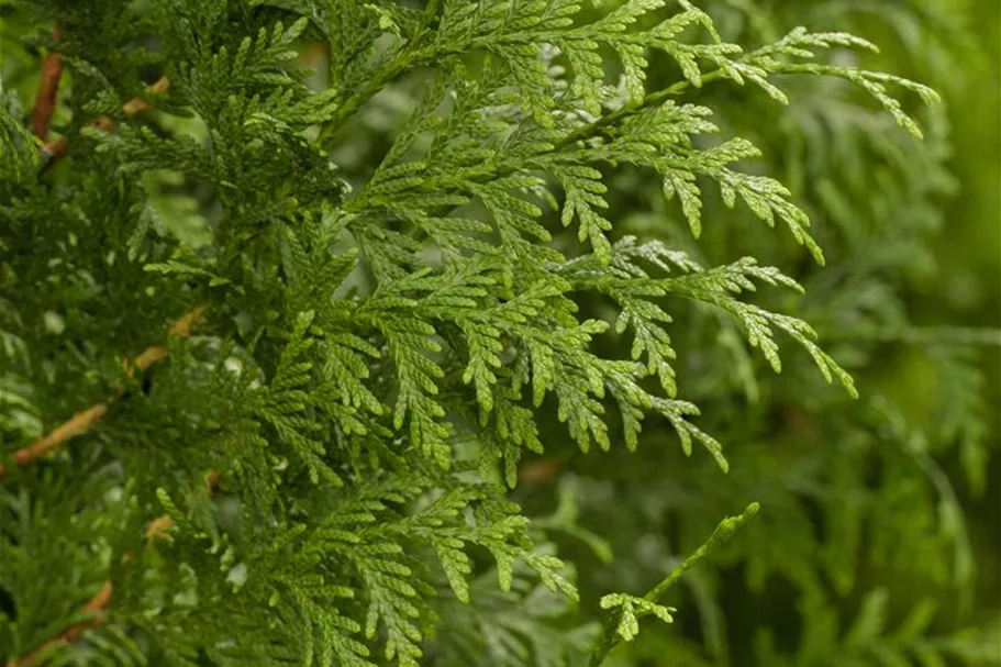 Lebensbaum 'Gelderland'