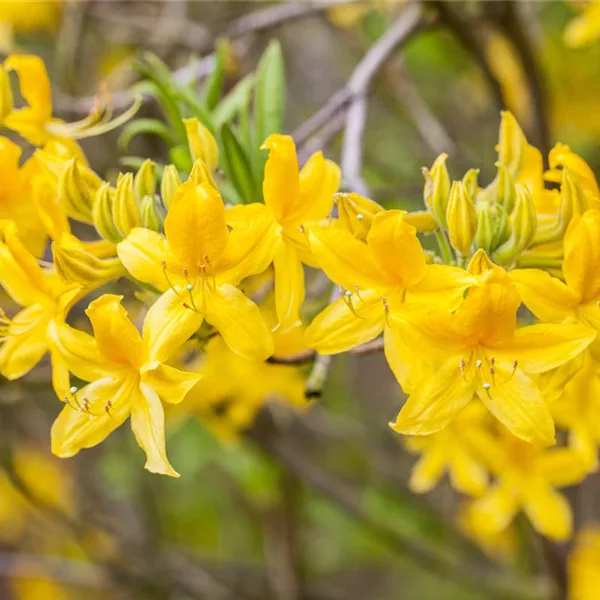 Pontische Azalee 'Anneke'