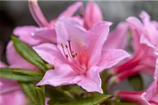 Rhododendron 'Jolie Madame' Topfgröße 5 Liter / Höhe 30-40cm