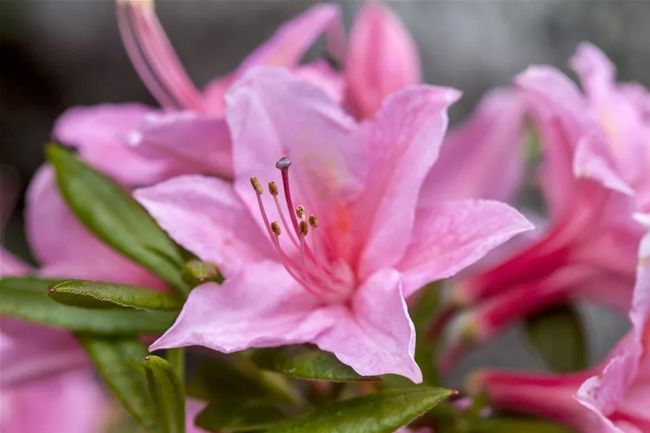 Rhododendron 'Jolie Madame' Topfgröße 5 Liter / Höhe 30-40cm