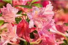 Rhododendron 'Jolie Madame' Topfgröße 5 Liter / Höhe 30-40cm