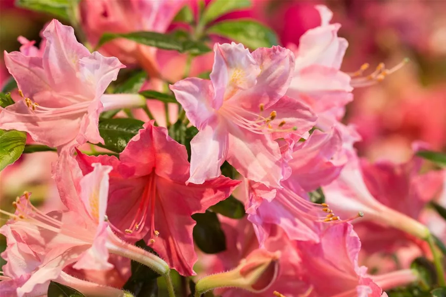 Rhododendron 'Jolie Madame' Topfgröße 5 Liter / Höhe 30-40cm