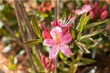 Rhododendron 'Juniduft' Topfgröße 5 Liter / Höhe 30-40cm