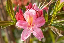 Rhododendron 'Juniduft' Topfgröße 5 Liter / Höhe 30-40cm