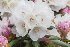 Rhododendron 'Koichiro Wada' Topfgröße 6 Liter / Höhe 25-30cm