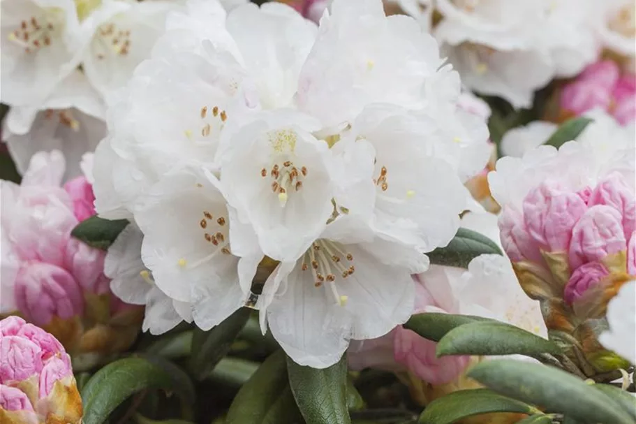 Rhododendron 'Koichiro Wada' Topfgröße 6 Liter / Höhe 25-30cm