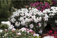 Rhododendron 'Koichiro Wada' Topfgröße 6 Liter / Höhe 25-30cm