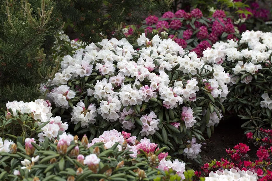 Rhododendron 'Koichiro Wada' Topfgröße 6 Liter / Höhe 25-30cm