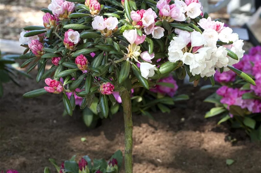 Rhododendron 'Koichiro Wada' Topfgröße 6 Liter / Höhe 25-30cm