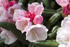 Rhododendron 'Koichiro Wada' Topfgröße 6 Liter / Höhe 25-30cm