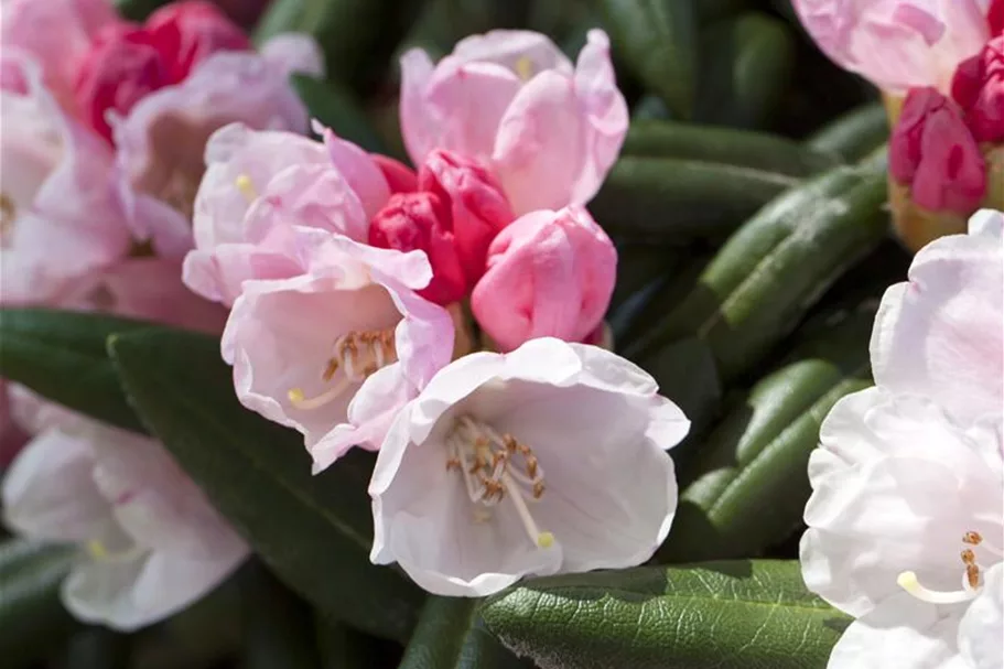 Rhododendron 'Koichiro Wada' Topfgröße 6 Liter / Höhe 25-30cm