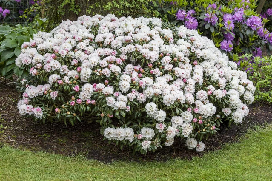 Rhododendron 'Koichiro Wada' Topfgröße 6 Liter / Höhe 25-30cm