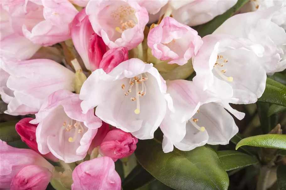 Rhododendron 'Koichiro Wada' Topfgröße 6 Liter / Höhe 25-30cm