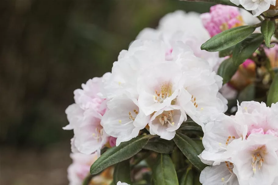 Rhododendron 'Koichiro Wada' Topfgröße 6 Liter / Höhe 25-30cm