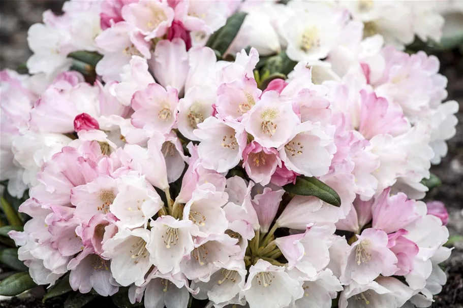 Rhododendron 'Koichiro Wada' Topfgröße 6 Liter / Höhe 25-30cm