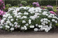 Rhododendron 'Koichiro Wada' Topfgröße 6 Liter / Höhe 25-30cm