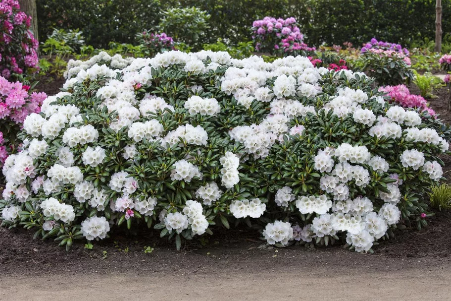 Rhododendron 'Koichiro Wada' Topfgröße 6 Liter / Höhe 25-30cm