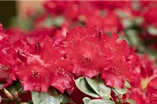 Rhododendron 'Tromba' Topfgröße 5 Liter / Höhe 30-40cm