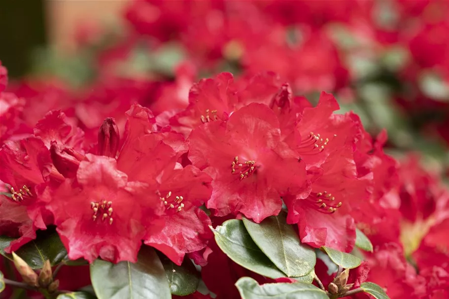 Rhododendron 'Tromba' Topfgröße 5 Liter / Höhe 30-40cm