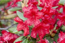 Rhododendron-Hybride 'Vulcan's Flame' Topfgröße 12 Liter