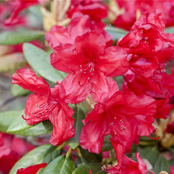 Yaku-Rhododendron 'Bohlken´s Roter Stern'®