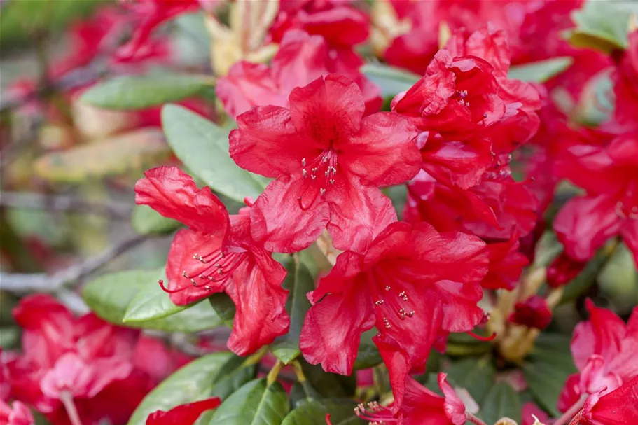 Rhododendron-Hybride 'Vulcan's Flame' Topfgröße 12 Liter