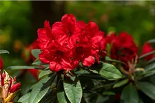 Rhododendron-Hybride 'Vulcan's Flame' Topfgröße 12 Liter