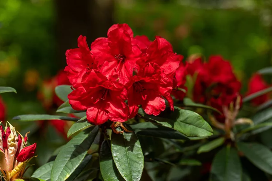 Rhododendron-Hybride 'Vulcan's Flame' Topfgröße 12 Liter