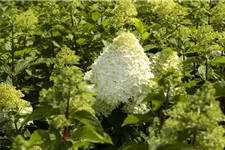 Rispenhortensie 'Hercules' Topfgröße 6 Liter