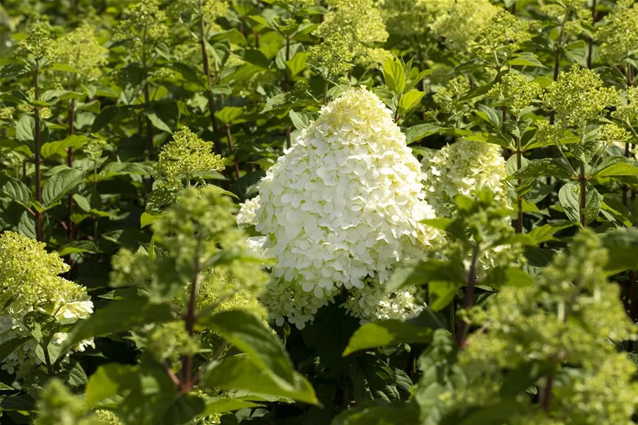 Rispenhortensie 'Hercules' Topfgröße 6 Liter