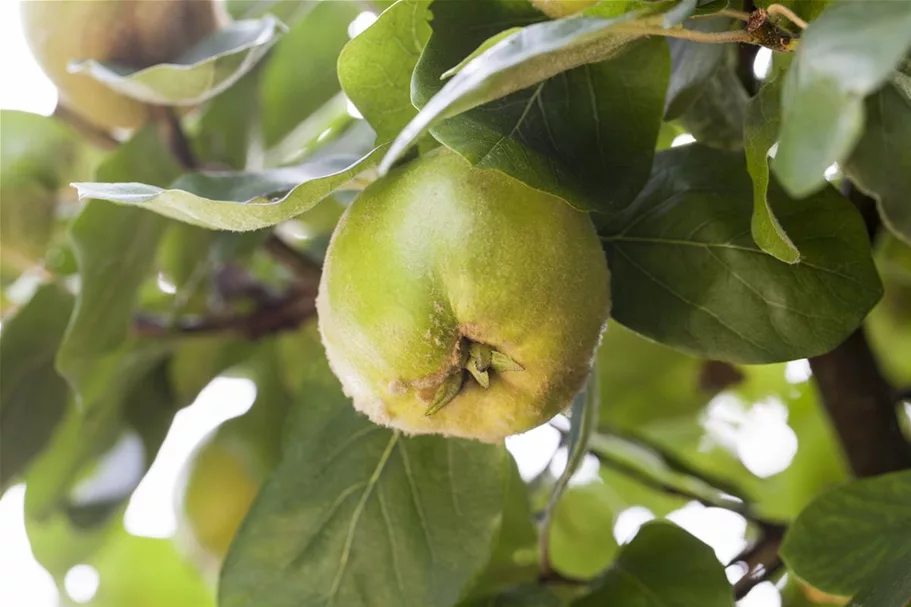 Quitte 'Konstantinopeler Apfelquitte' Stammbusch, Topfgröße 10 Liter, Quitte A