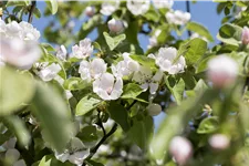 Quitte 'Konstantinopeler Apfelquitte' Stammbusch, Topfgröße 10 Liter, Quitte A