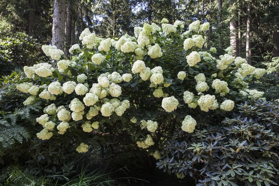 Rispenhortensie 'Phantom' 100-er Stamm, Topfgröße 10 Liter