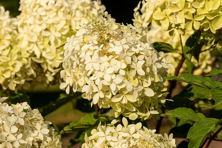 Rispenhortensie 'Phantom' 100-er Stamm, Topfgröße 10 Liter