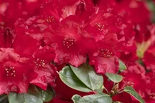 Rhododendron 'Tromba' Topfgröße 5 Liter / Höhe 30-40cm