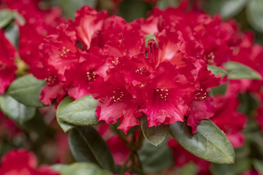 Rhododendron 'Tromba' Topfgröße 5 Liter / Höhe 30-40cm