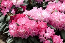 Rhododendron 'Anuschka' Topfgröße 5 Liter, Easydendron ®