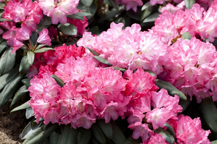 Rhododendron 'Anuschka' Topfgröße 5 Liter, Easydendron ®