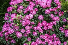 Rhododendron 'Anuschka' Topfgröße 5 Liter, Easydendron ®