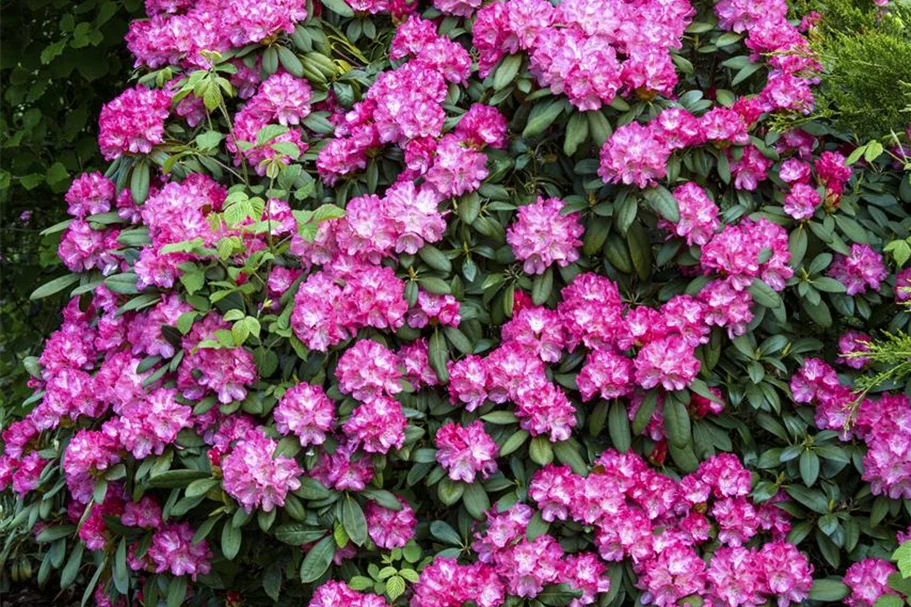 Rhododendron 'Anuschka' Topfgröße 5 Liter, Easydendron ®