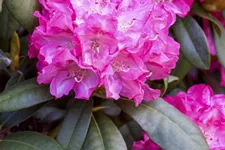 Rhododendron 'Anuschka' Topfgröße 5 Liter, Easydendron ®