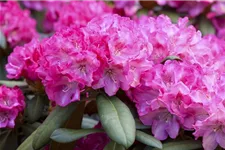 Rhododendron 'Anuschka' Topfgröße 5 Liter, Easydendron ®