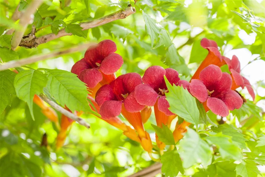 Rote Kletter-Trompetenblume